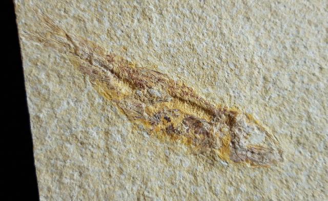 Ascalabos voithii MUENSTER 1839 - Bild © FossNet FossilienStore